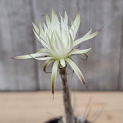 Setiechinopsis mirabilis â planet desert