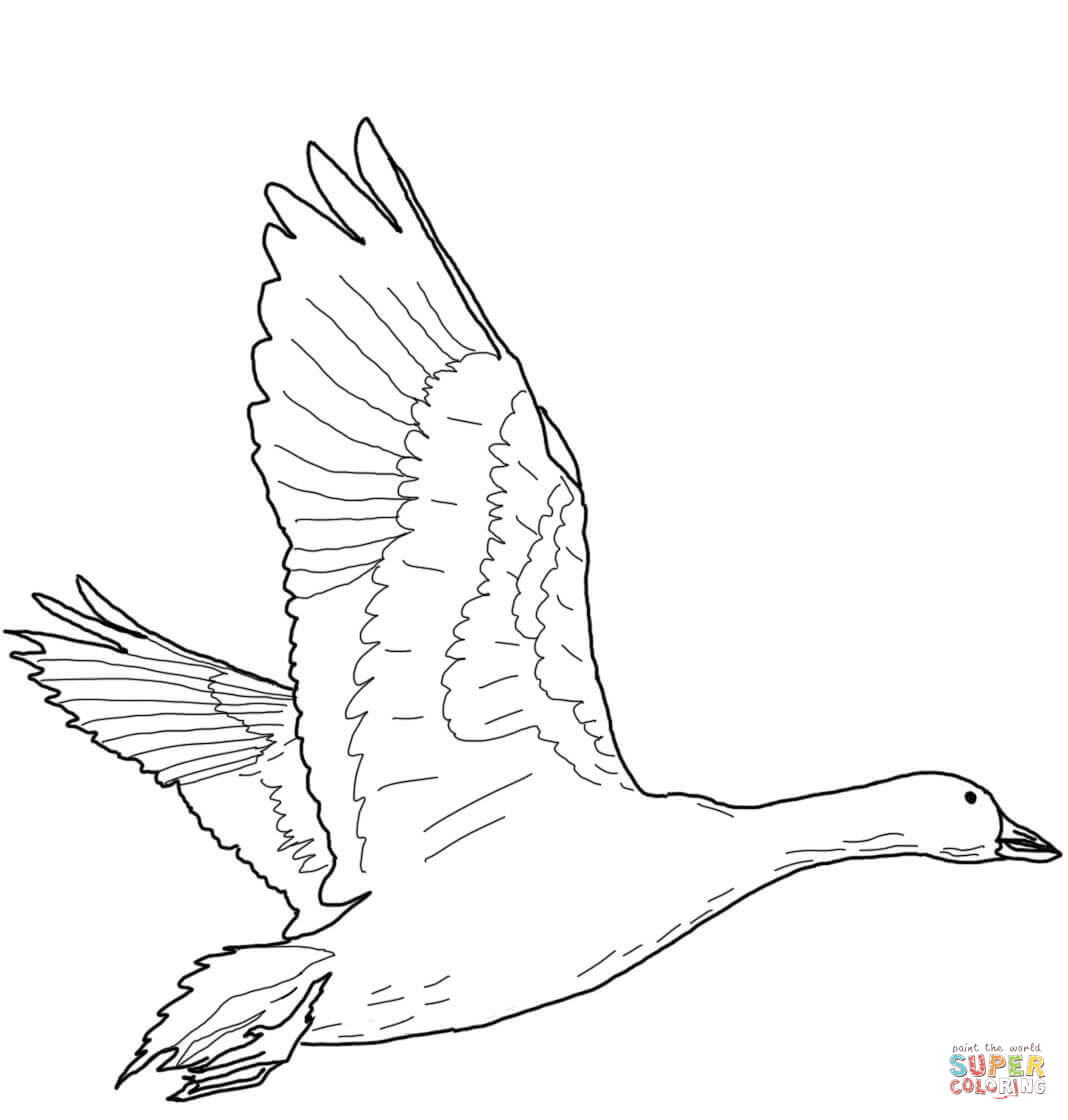 Flying snow goose coloring page free printable coloring pages