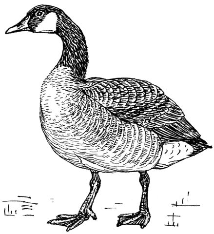 Canada goose coloring page free printable coloring pages