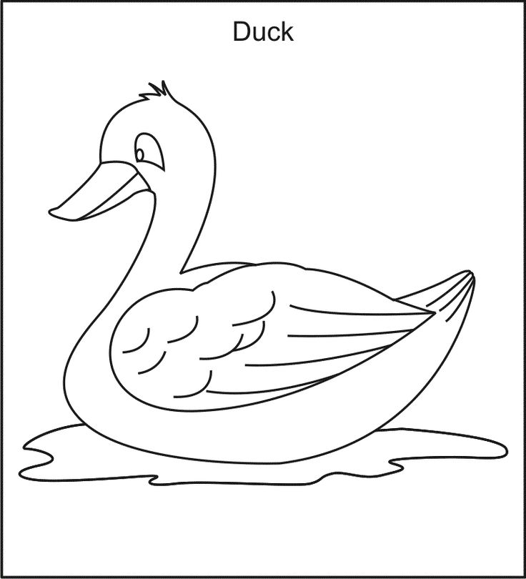 Duck coloring pages