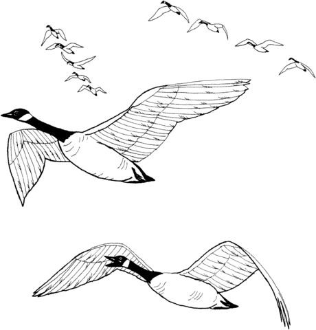 Flock of canada geese coloring page free printable coloring pages bird coloring pages goose tattoo coloring pages