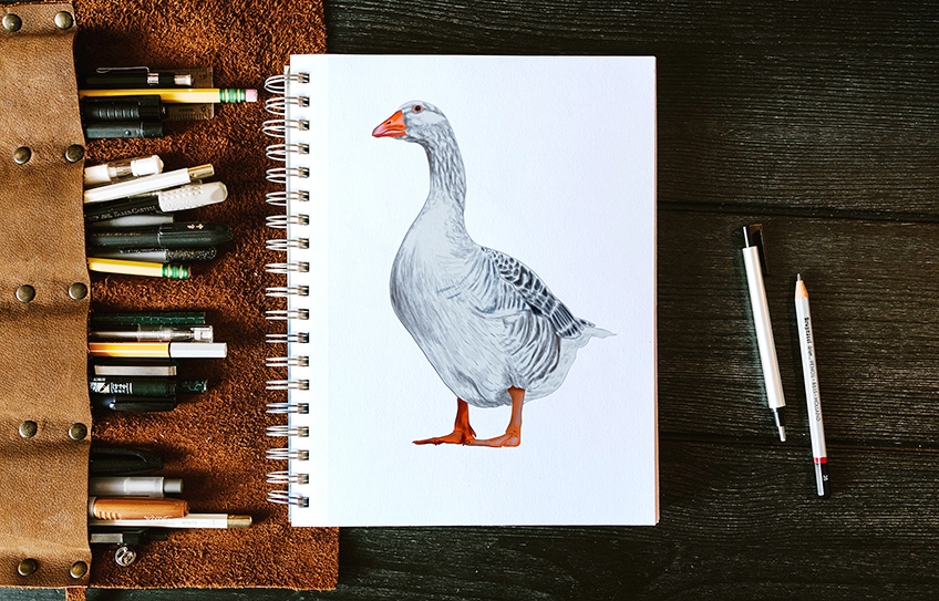 How to draw a goose