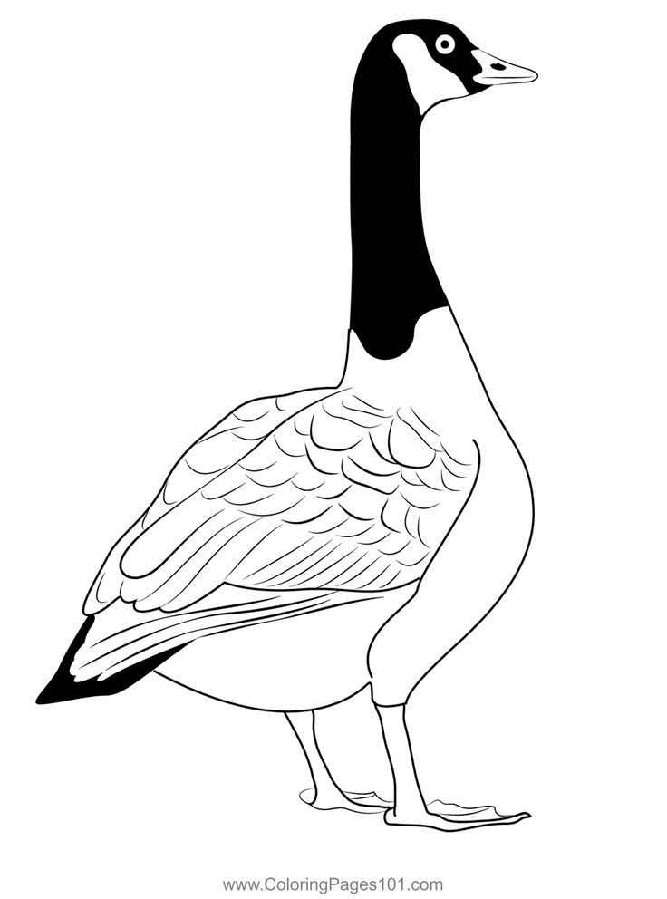 Canadian goose bird wild coloring page canadian goose coloring pages goose tattoo