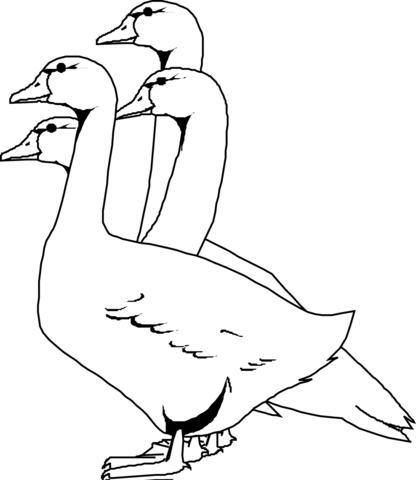 Four geese coloring page free printable coloring pages