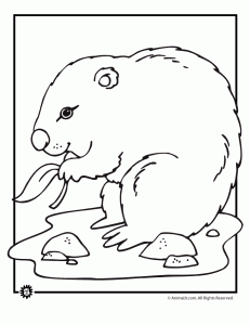 Groundhog day coloring pages animal jr