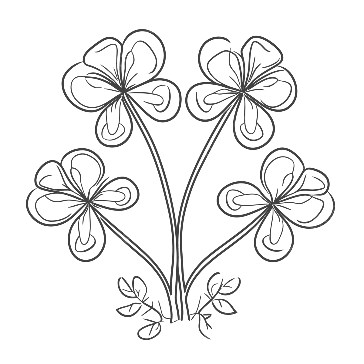 An illustration of three black and white clover flowers on a white background outline sketch drawing vector shamrocks drawing shamrocks outline shamrocks sketch png and vector with transparent background for free download