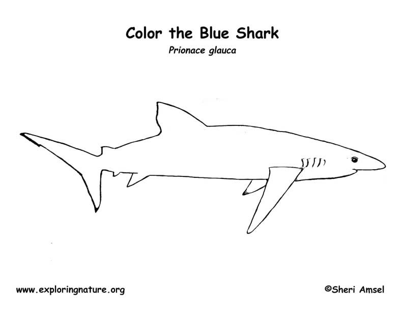 Shark blue coloring page