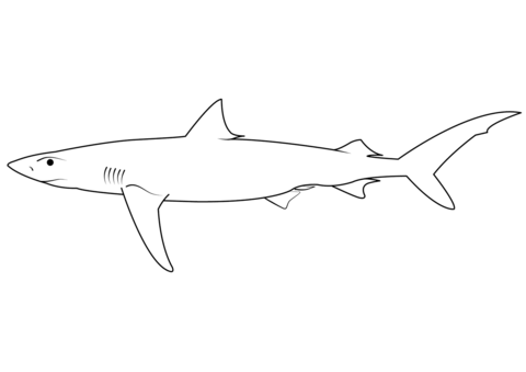 Blue shark prionace glauca coloring page free printable coloring pages