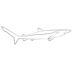 Beautiful blue shark coloring page for kids