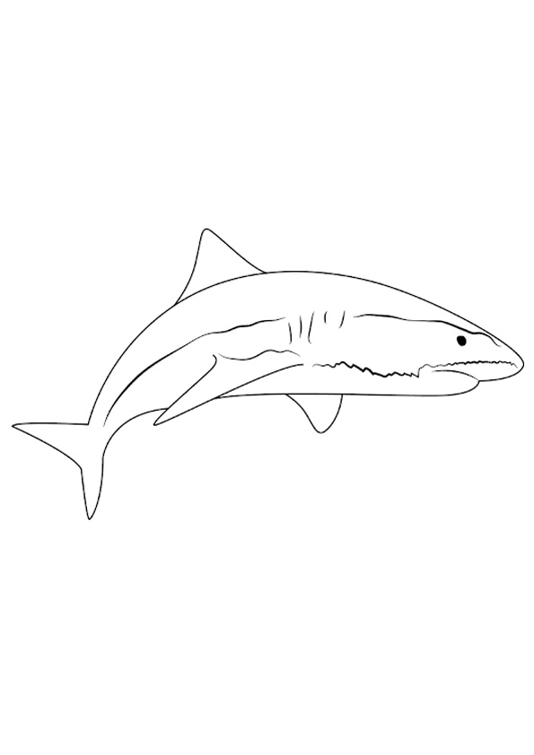 Coloring pages blue shark coloring sheet