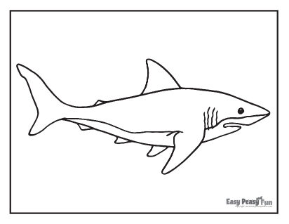 Shark coloring pages