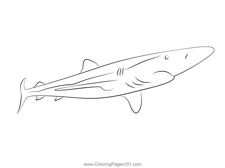 Prionace glauca coloring page shark coloring pages coloring pages coloring pages for kids