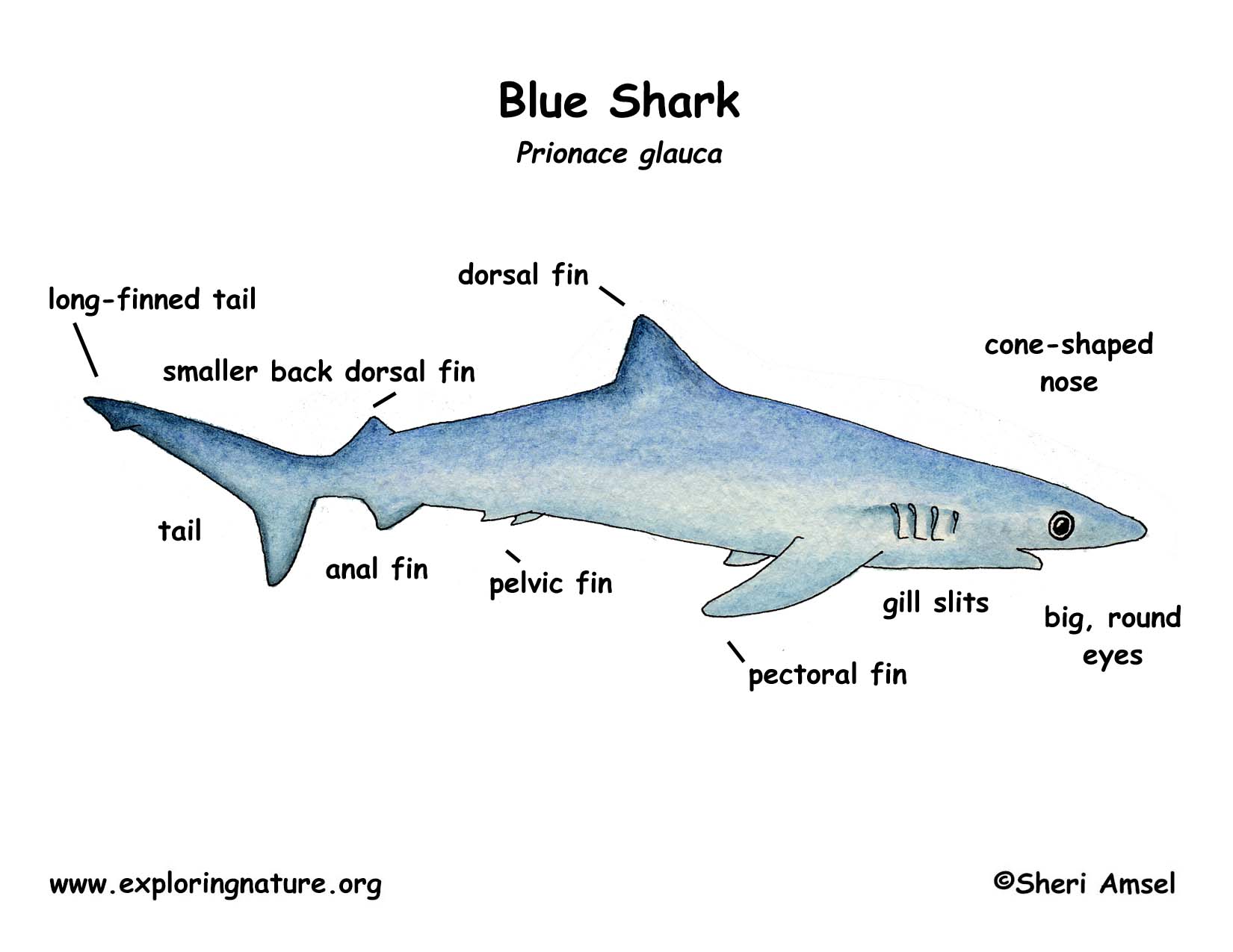 Shark blue