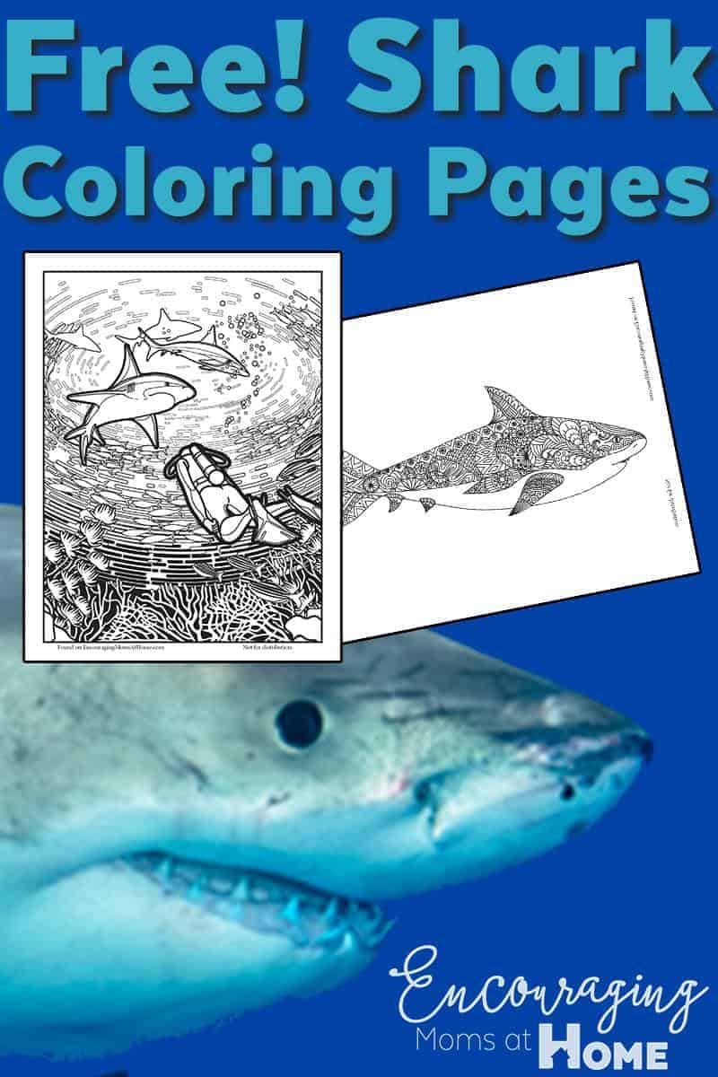 Free shark coloring pages for shark week and more