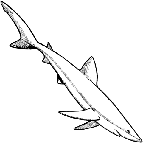 Blue shark coloring page free printable coloring pages