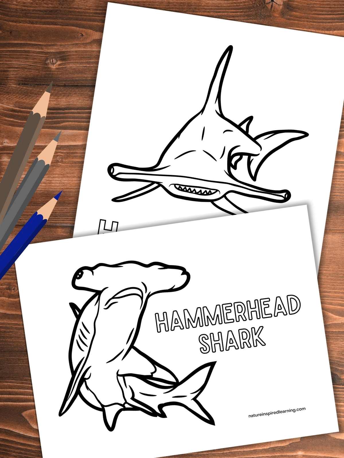 Hammerhead shark coloring pages