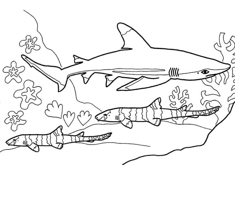 Blue shark coloring page