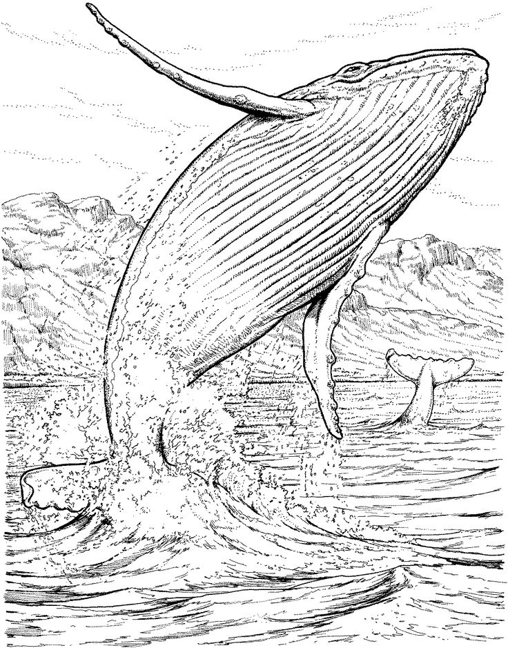 Whale coloring pages shark coloring pages whale coloring pages underwater drawing