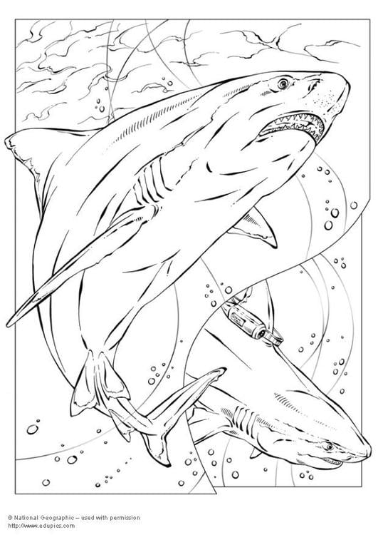 Coloring page bull shark