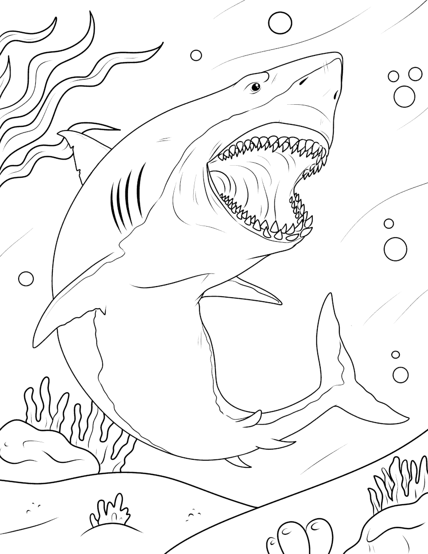 Shark coloring pages