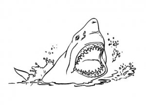 Free shark drawing to print and color