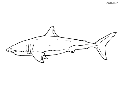 Sharks coloring pages free printable shark coloring sheets