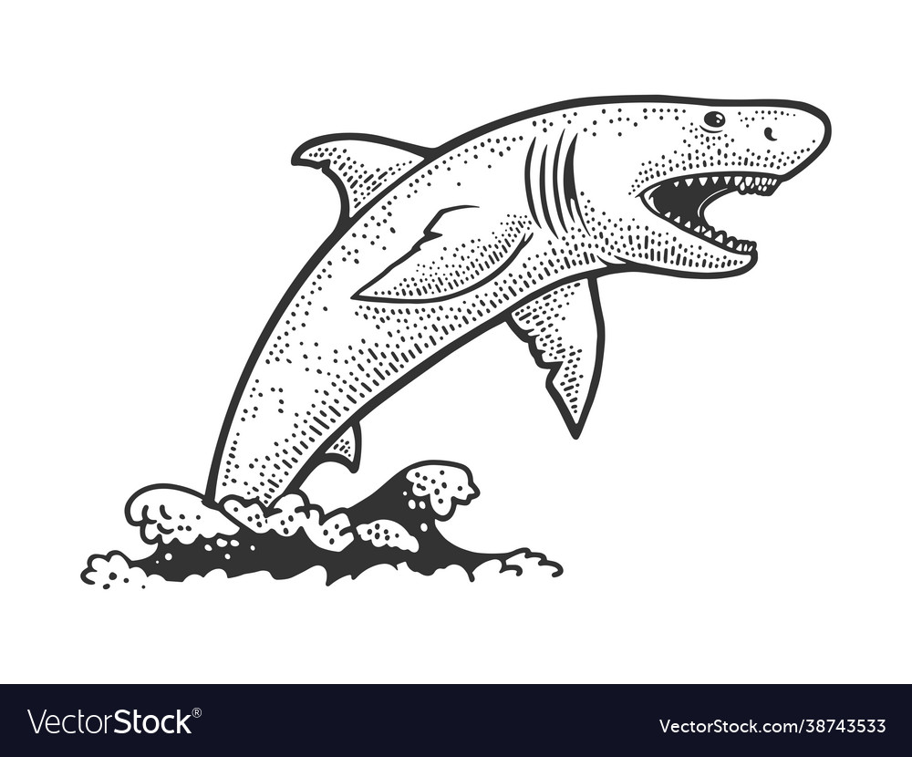 Shark jumps out water sketch royalty free vector image