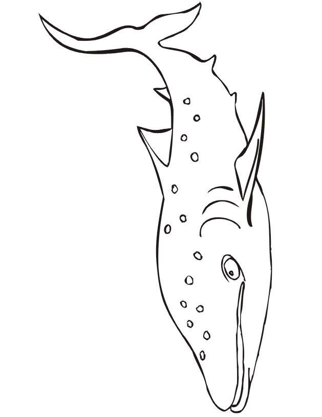 Shark coloring page spotted shark