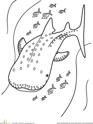 Color the whale shark worksheet education shark coloring pages whale shark butterfly coloring page