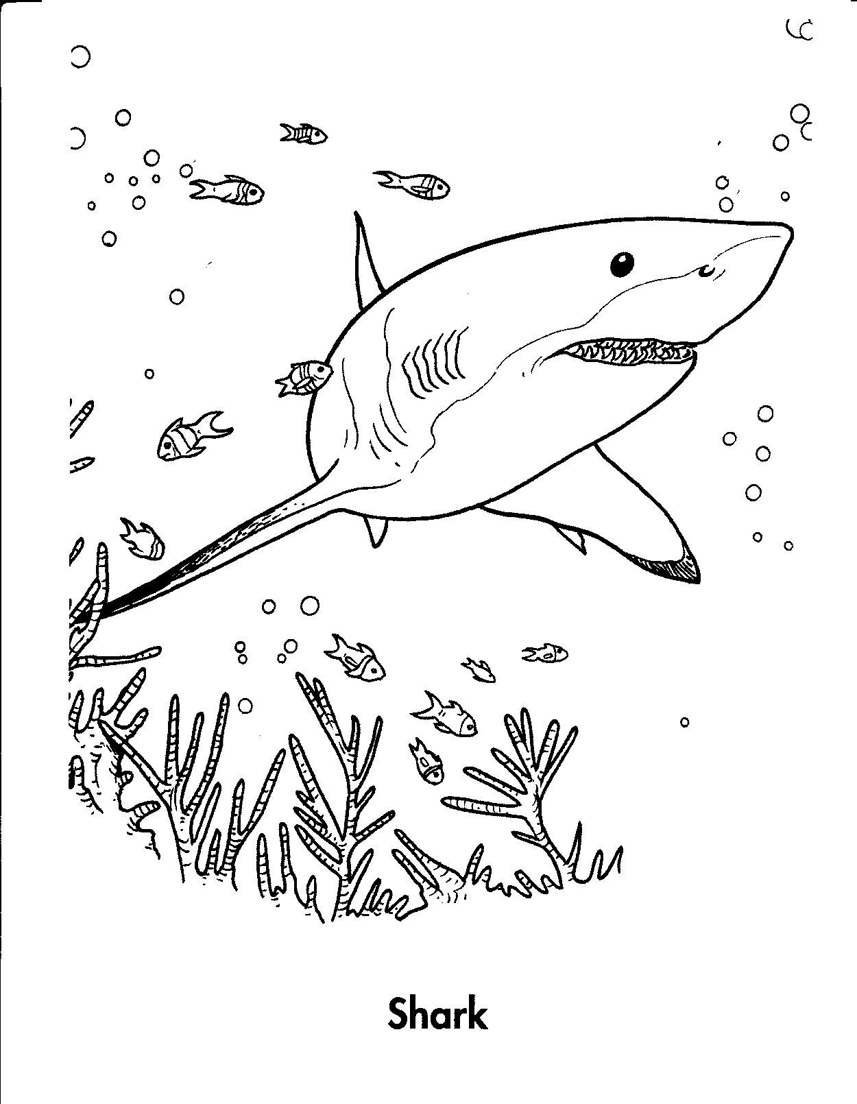 Free printable shark coloring pages for kids