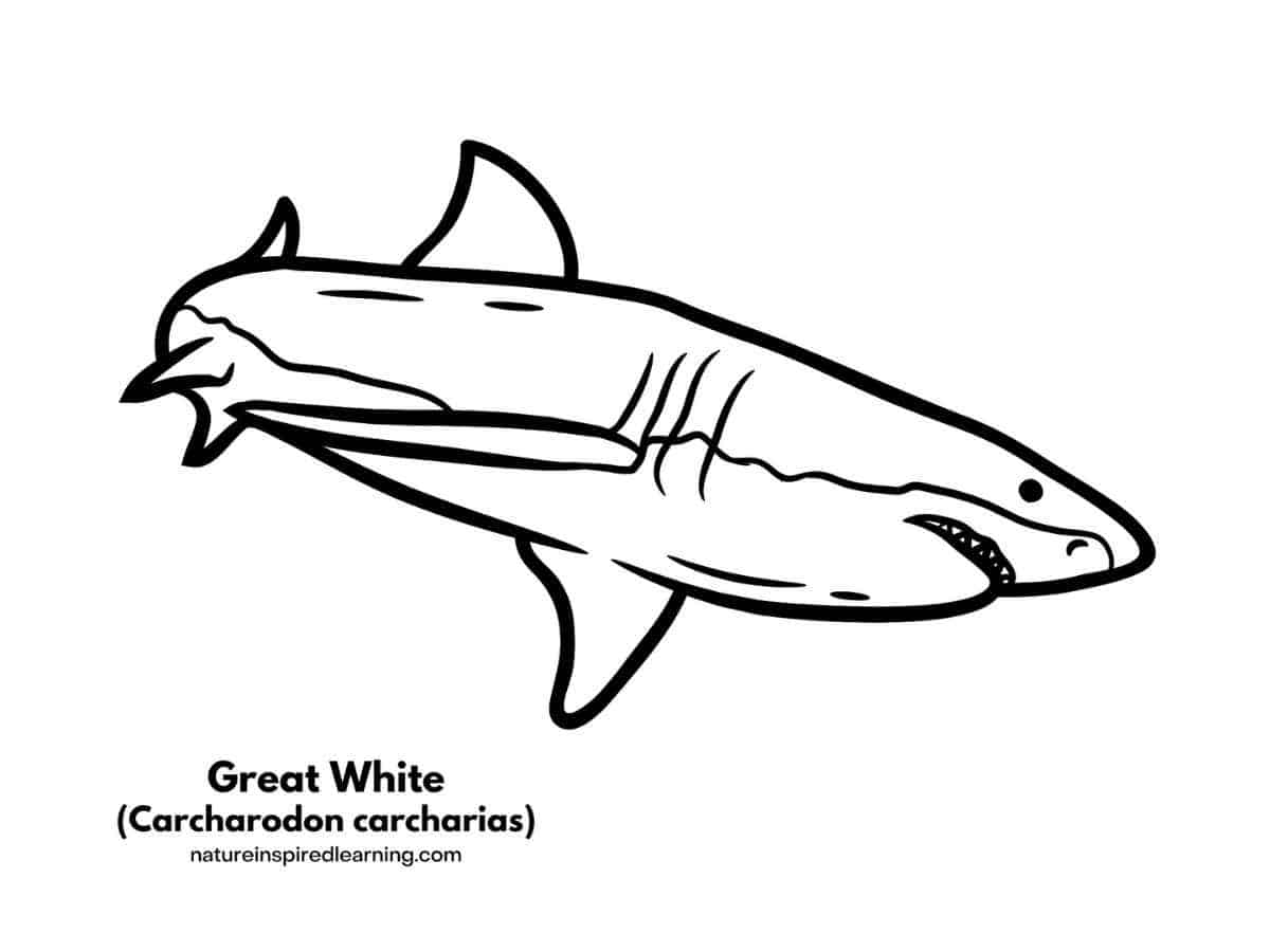 Great white shark coloring pages