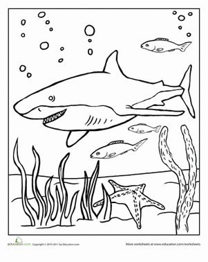 Color the grinning shark worksheet education shark coloring pages fish coloring page coloring pages