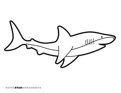 Shark template