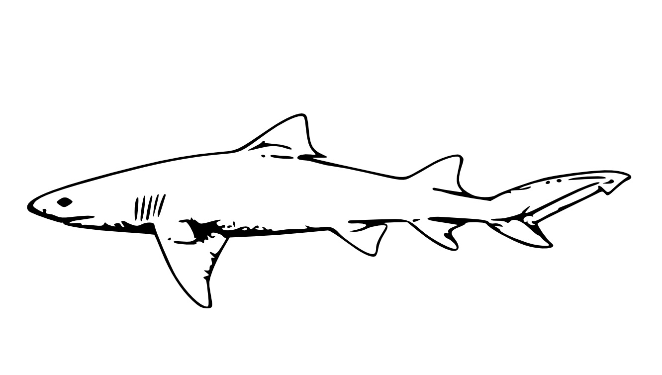 Free printable shark coloring pages for kids