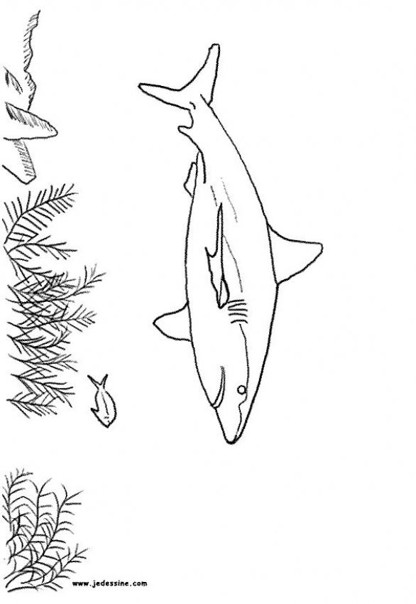 Grey reef shark coloring pages