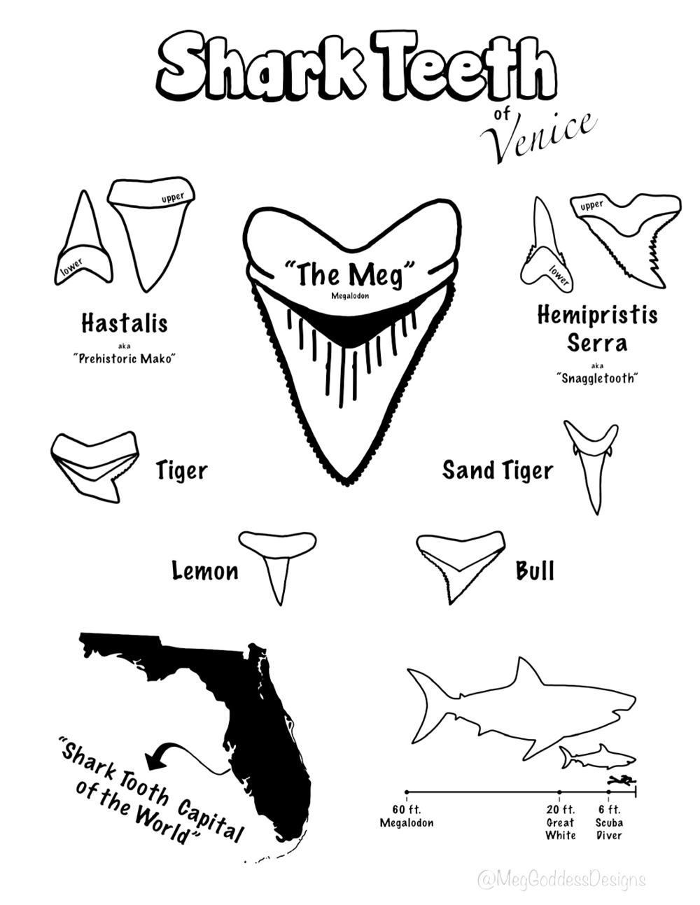 Shark tooth id postcard â meg goddess designs