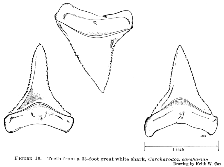 Explore the fascinating world of shark teeth with coloring pages