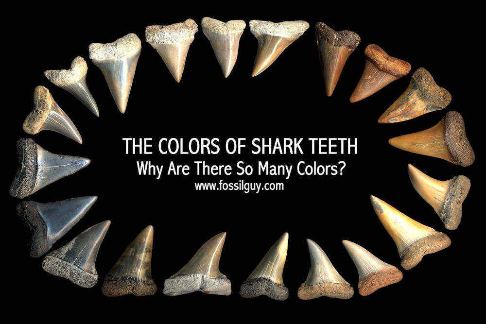 Why are fossil shark teeth different colors an explanation to why fossils are different colors