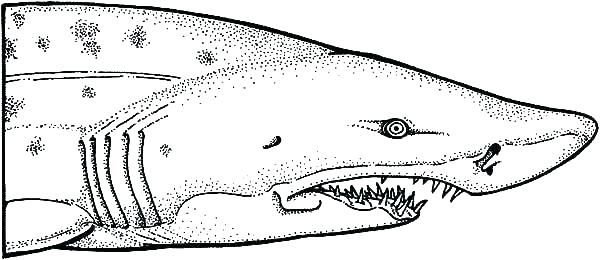 Shark coloring pages pdf printable