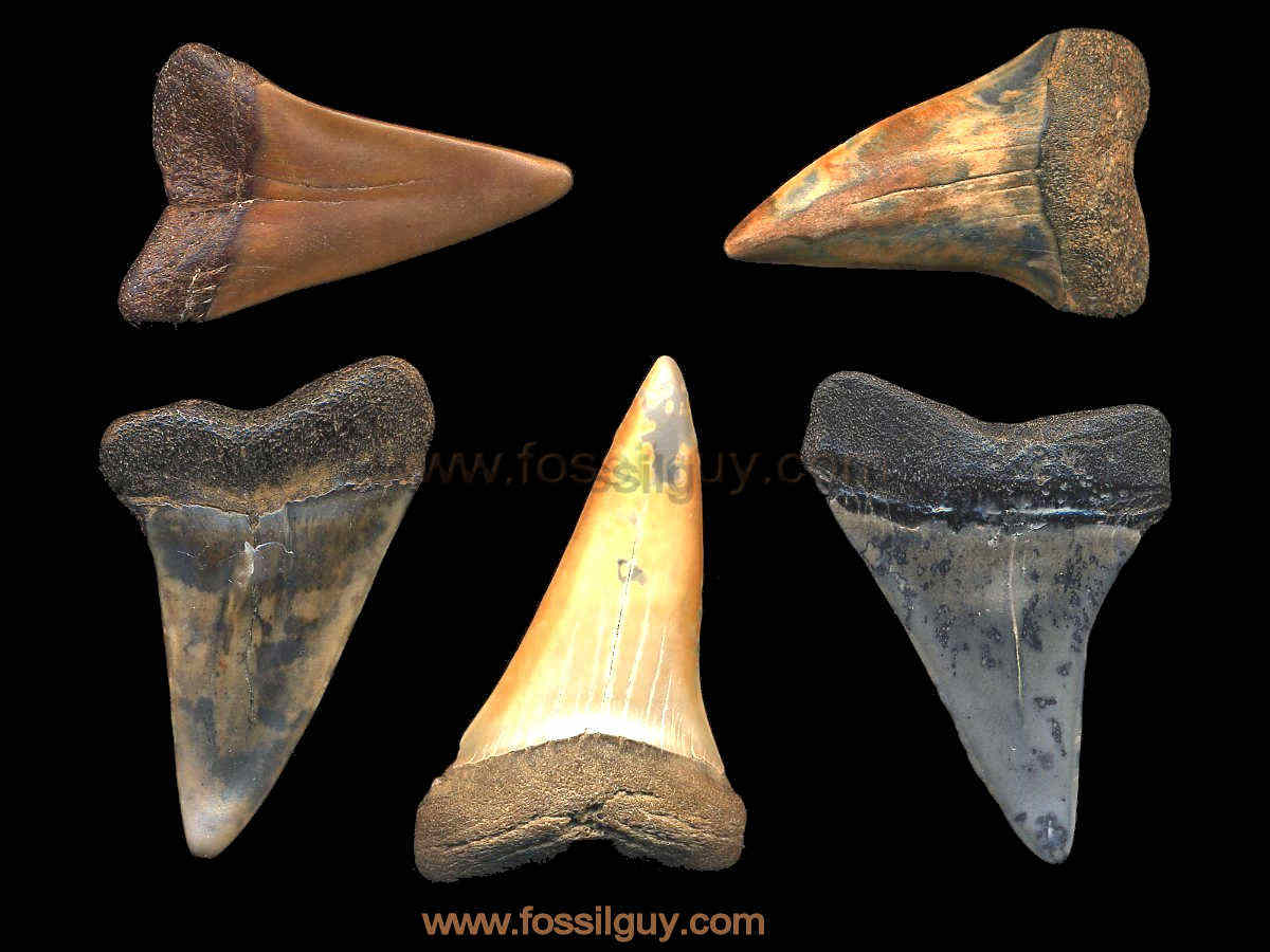 Why are fossil shark teeth different colors an explanation to why fossils are different colors