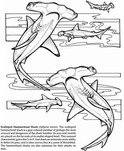 Freebie coloring sheet â shark week â