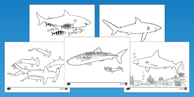 Free shark coloring sheets teacher