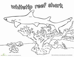 Sharks for shark week coloring pages education reef shark shark coloring pages shark