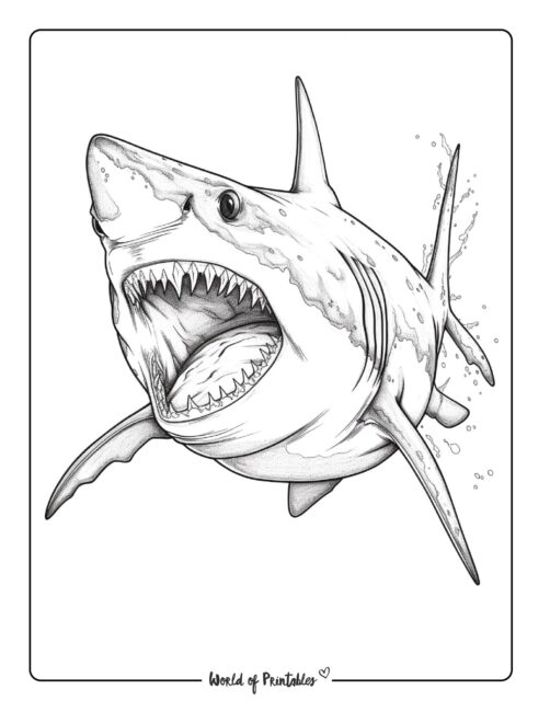 Shark coloring pages for kids adults