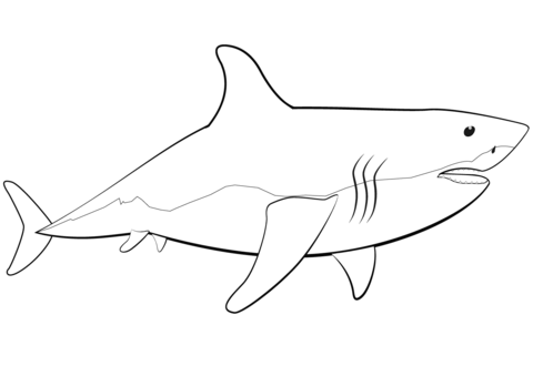 Great white shark coloring pages free coloring pages