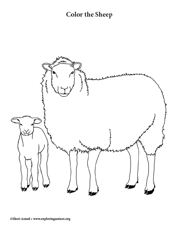 Sheep coloring page