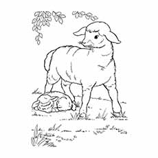 Top free printable sheep coloring pages online