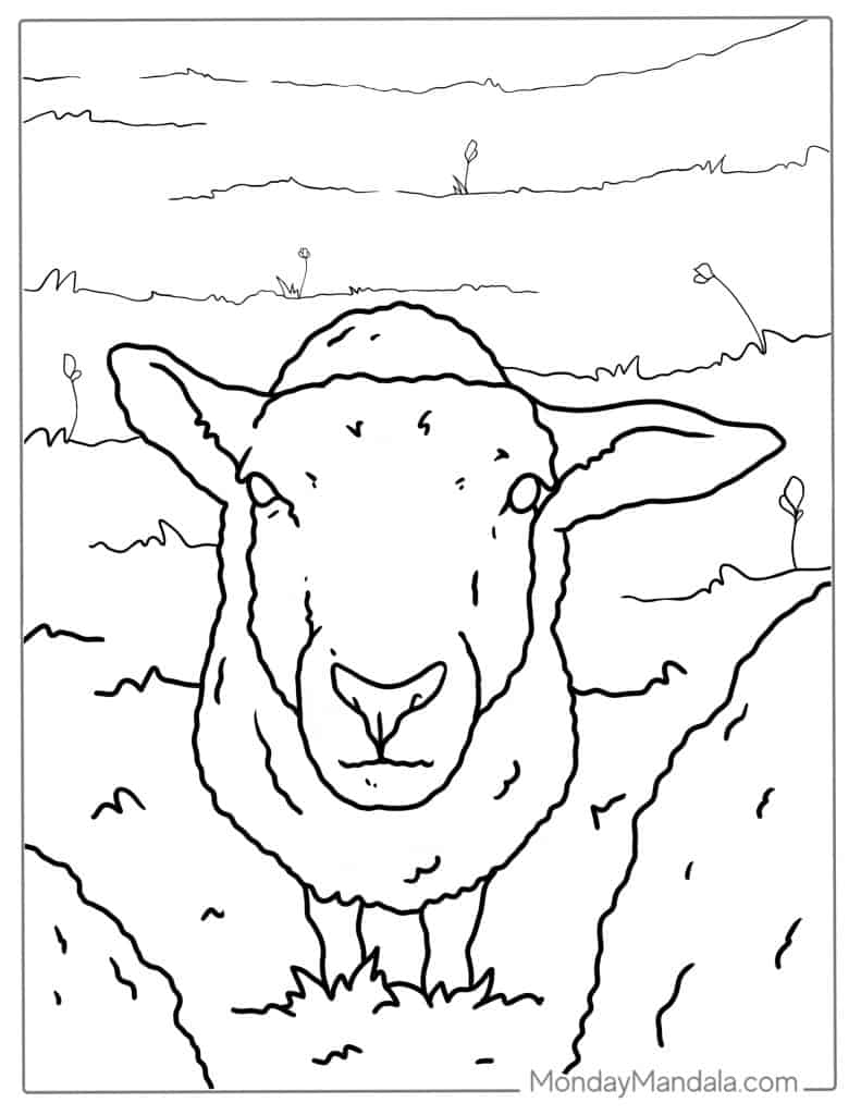 Sheep coloring pages free pdf printables