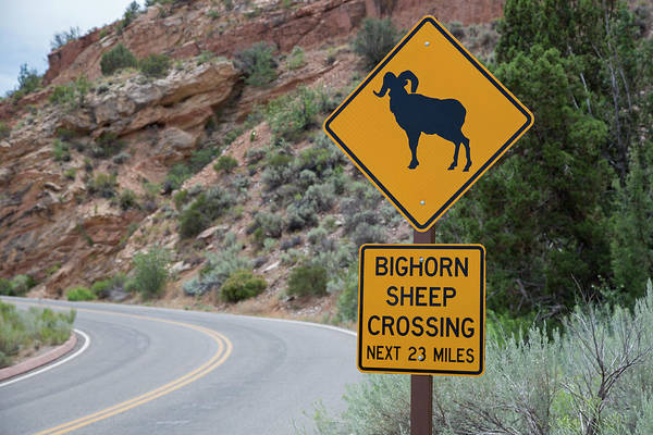 Bighorn sheep crossing sign art print by jim west