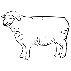 Top free printable sheep coloring pages online